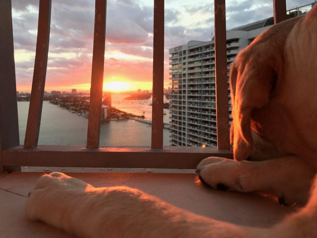 My dog Sherman watching the sunrise