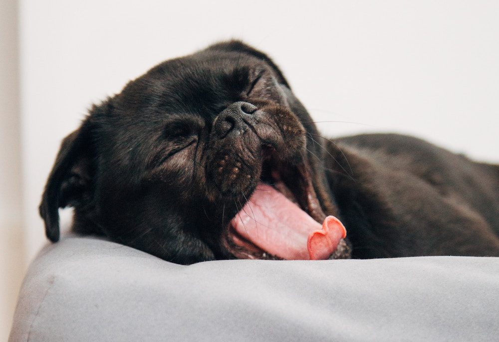 Yawning puppy about to fall asleep